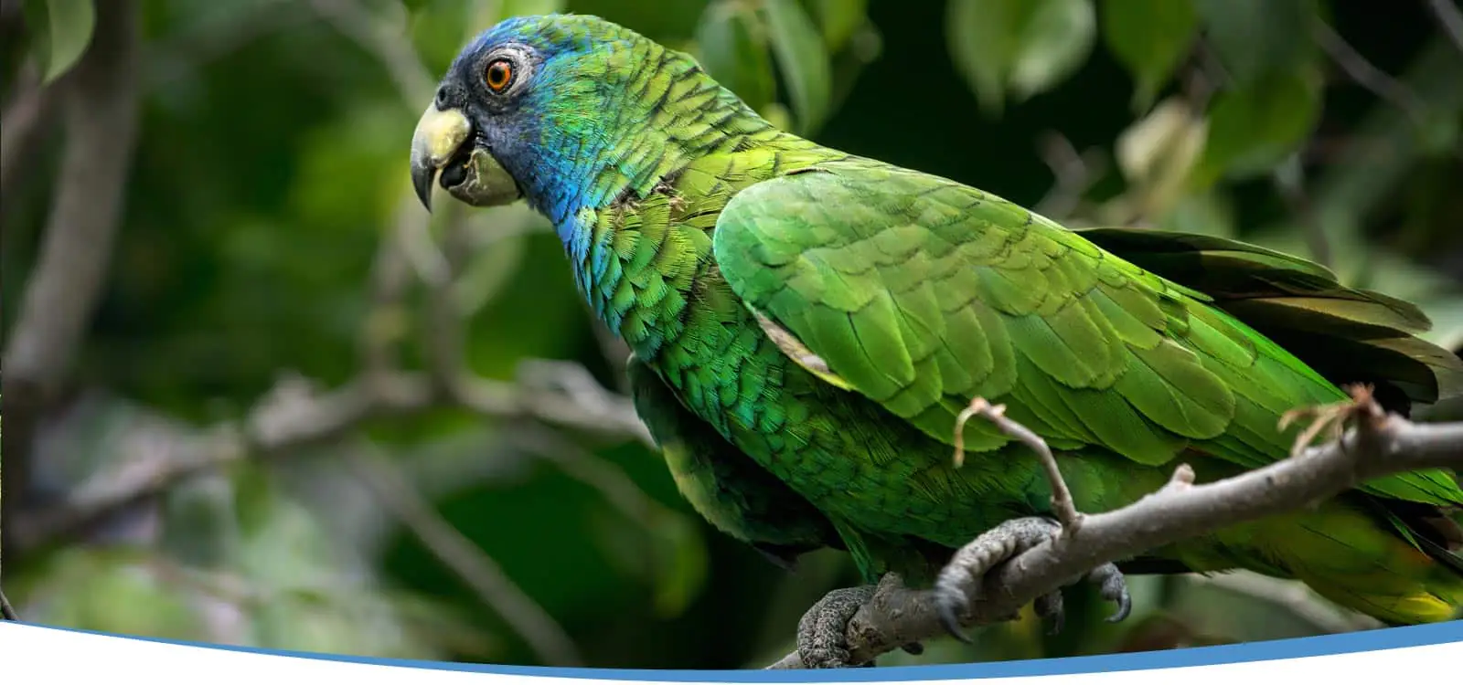 lovely parrot